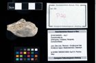 Foto (Objekt + Etikett) von Goniodromites sp.  (NHMW-GEO-2014-0194-0020)